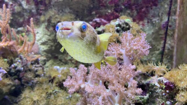 The black blotched porcupinefish, Diodon liturosus, usually between 15 and 30 m