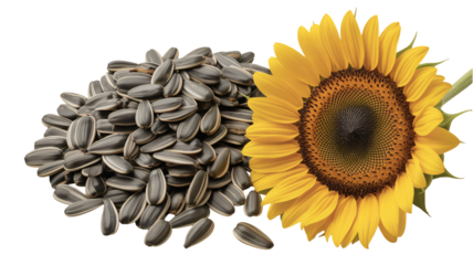 Vibrant sunflower blossom and pile of striped sunflower seeds for healthy eating, organic farming, and summer season promotions, bright yellow petals