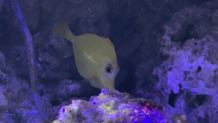 The yellow tang, Zebrasoma flavescens, is popular marine aquarium fish - Powered by Adobe