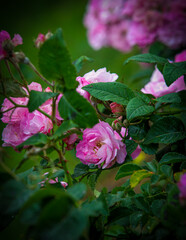 Pink Rose Bush in Bloom with Fresh Petals and Buds