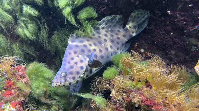 The humpback grouper, Cromileptes altivelis, grows up to 70 cm