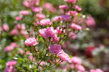 A relaxing and romantic scene in the garden, featuring many beautiful pink climbing roses. Pink roses are a variety of Rouletii