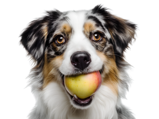 Adorable australian shepherd dog holding apple in mouth against transparent background canine companion pet animal portrait