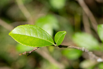 The tea plant (Camellia sinensis) belongs to the order Theales, family Theaceae. Tea is a herbaceous plant that has green leaves and the tops of the leaves are used to make tea.