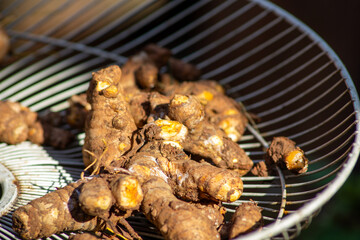 Close up of freshly harvested turmeric.