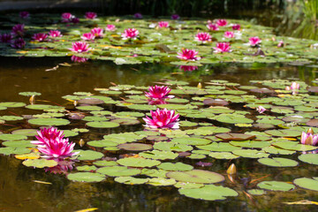 Charming scene of a tranquil pond adorned with a variety of pink water lilies.