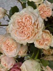 Peach Roses Close-Up