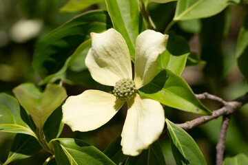 Obraz premium Cornus Capitata tree aka the evergreen dogwood and himalayan strawberry tree. Large white flowers on a tree in the garden.