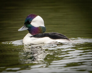 Obraz premium Bufflehead Duck in the pond