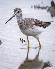 Greater Yellow legs bird searching for food on the shoreline