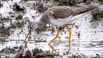 Greater Yellow legs looking for a meal