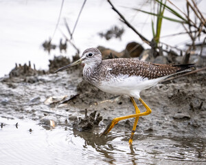 Greater Yellow legs bird searching for food on the shoreline