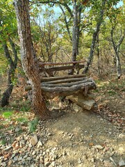autumn in the forest