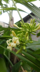 Obraz premium papaya flower buds
