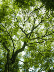trees in the forest