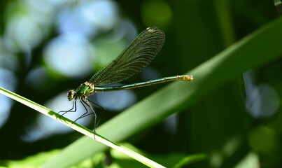 dragonfly on a green leaf in summer in czech republic
