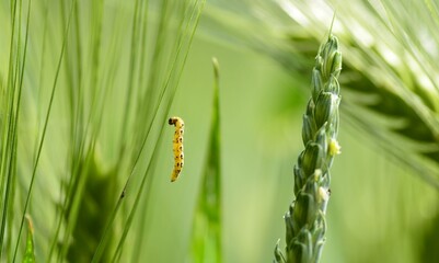 Nature picture of growing plants at the field