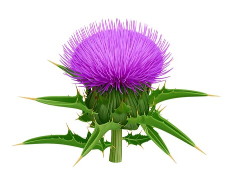 Detailed illustration of a vibrant purple thistle flower on a white background