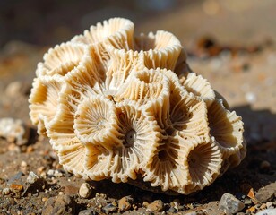 Close-up of a Fossilized Coral Head Revealing Intricate Patterns and Texture