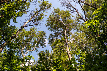 Trees in Bialowieza Forest in Poland