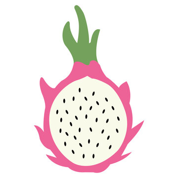 Hand drawn dragon fruit. Exotic summer fruit illustration. Flat vector fruity design for tropical packaging, healthy food label, kitchen decor.