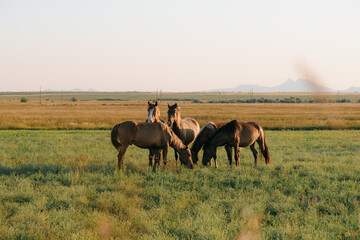 Herd of horses running in a field at sunset. Warm golden light, open landscape, natural beauty, and dynamic motion capturing freedom and wild spirit  Nature, wildlife, and scenic photography
