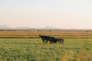 Herd of horses running in a field at sunset. Warm golden light, open landscape, natural beauty, and dynamic motion capturing freedom and wild spirit  Nature, wildlife, and scenic photography