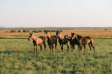 Herd of horses running in a field at sunset. Warm golden light, open landscape, natural beauty, and dynamic motion capturing freedom and wild spirit  Nature, wildlife, and scenic photography
