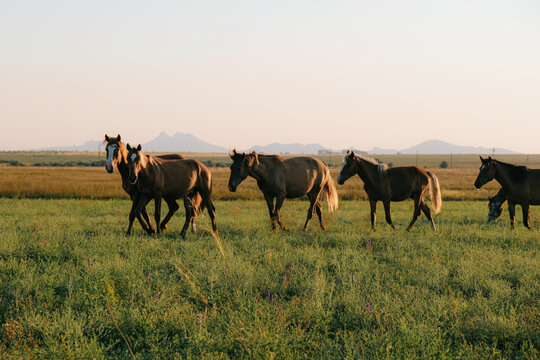 Herd of horses running in a field at sunset. Warm golden light, open landscape, natural beauty, and dynamic motion capturing freedom and wild spirit  Nature, wildlife, and scenic photography