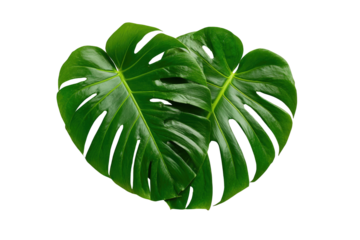 Two vibrant, glossy green Monstera deliciosa leaves on a stark black background