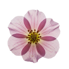 Obraz premium pink flower isolated on white