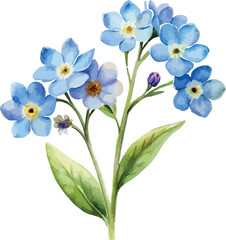 Obraz premium Blue Myosotis Flowers Botanical Vector Watercolor Illustration