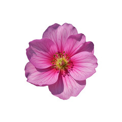 cosmos flower isolated on white background