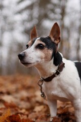 Very old jack russell terrier is in the autumn forest