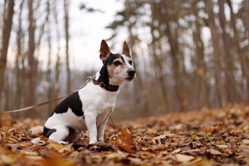 Very old jack russell terrier is in the autumn forest
