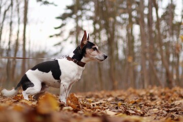 Very old jack russell terrier is in the autumn forest