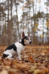 Very old jack russell terrier is in the autumn forest