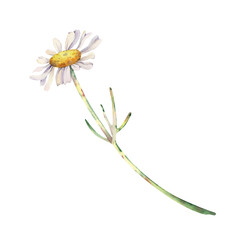 A white daisy flower on a long stem. Watercolor illustration of a wildflower on an isolated background. Botanical drawing for wedding cards and invitations.