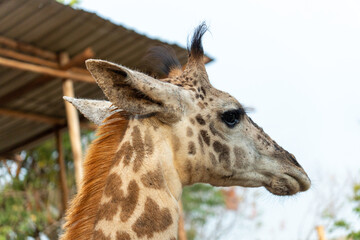 Close-up portrait of a giraffe in a wildlife sanctuary, highlighting its gentle expression and natural habitat.
