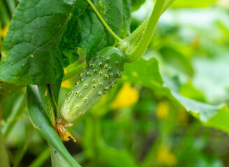 Growing cucumber on a plant in a garden during summer season
