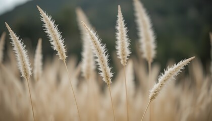 Fototapeta premium Soft-focus close-up of pale beige pampas grass