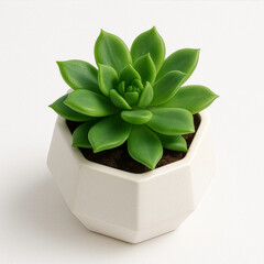 Small green succulent plant in white pot isolated on white
