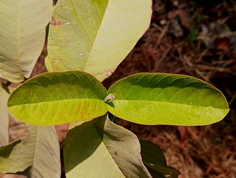 gava leaf