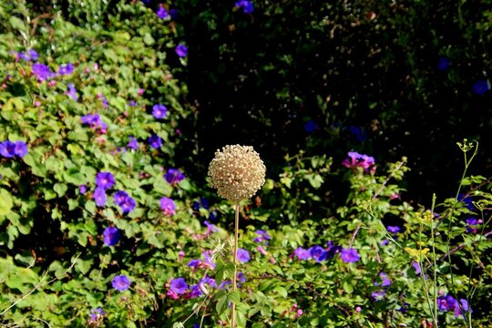 planta flor alho por&oacute; - allium porrum
