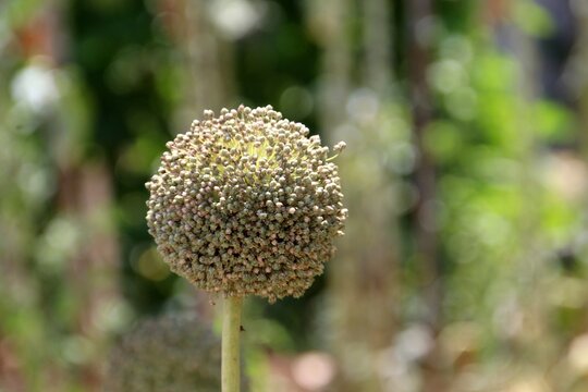 planta flor alho por&oacute; - allium porrum