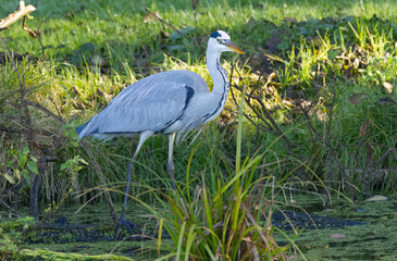 A gray heron in the grass between tall stalks and reeds, gray heron walking through the marsh, reeds in the foreground, duckweed on the water surface, gray plumage, Ardea cinerea