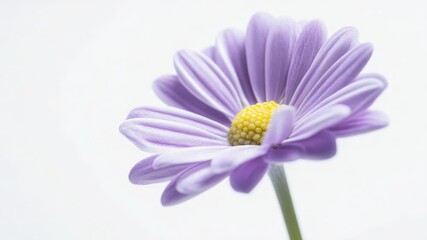 Video A close-up shot of a purple flower on a white background, perfect for use in floral or nature-themed designs