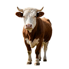 Brown cow with horns