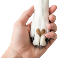 Heartwarming bond of love between human and dog paw