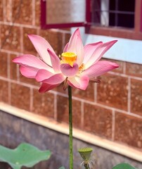 Beautiful Lotus Flower close up shot bokeh background